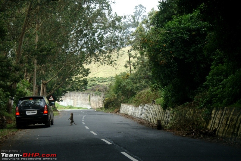 An incredible road trip to Velankanni, Kodaikanal and Ooty-d-ignorant-fellow-feeding-monkey.jpg