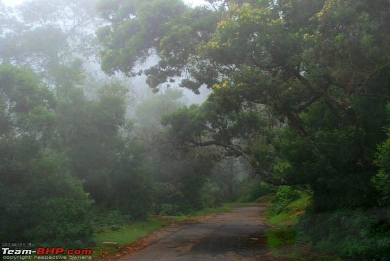 An incredible road trip to Velankanni, Kodaikanal and Ooty-k-way-masinagudi_heavy-mist.jpg