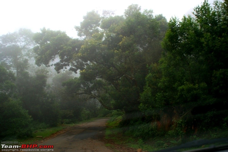 An incredible road trip to Velankanni, Kodaikanal and Ooty-l-way-masinagudi_beautiful-forest.jpg