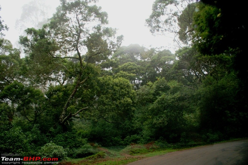 An incredible road trip to Velankanni, Kodaikanal and Ooty-m-way-masinagudi_forest.jpg