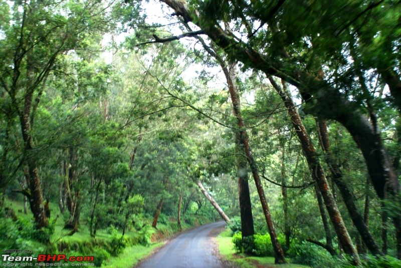 An incredible road trip to Velankanni, Kodaikanal and Ooty-o-way-masinagudi_forest-trail.jpg