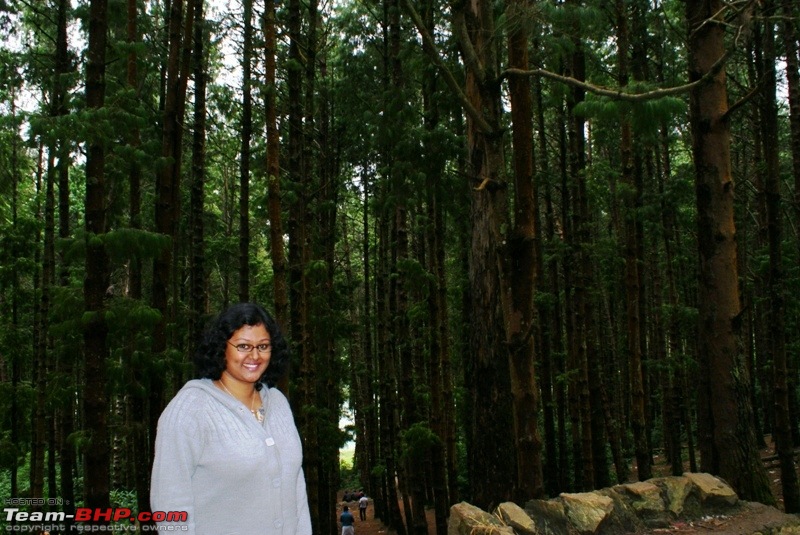 An incredible road trip to Velankanni, Kodaikanal and Ooty-d-pine-forest_wifey.jpg