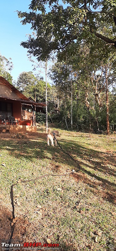 Bengaluru to Sakleshpur with our 2 Dogs!-20211230_164517.jpg