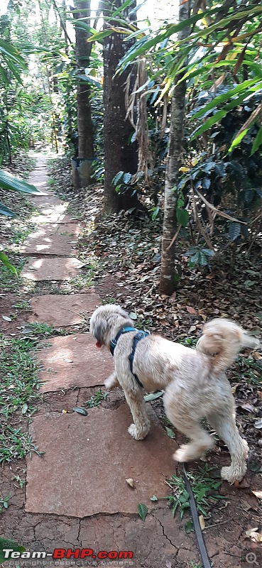 Bengaluru to Sakleshpur with our 2 Dogs!-20211230_154044.jpg