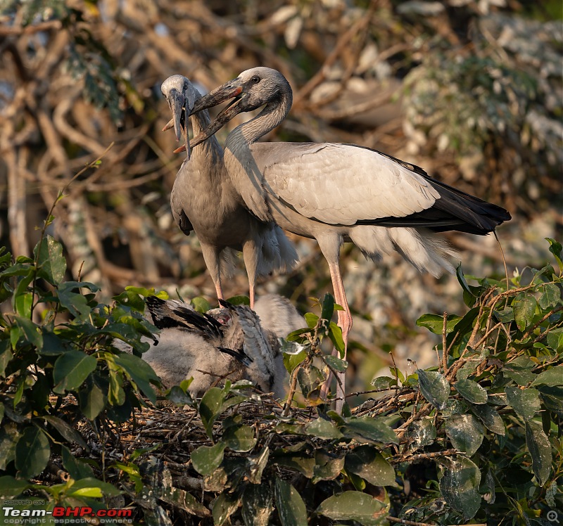 Weekend drive to Ranganathittu Bird Sanctuary and Lalitha Mahal Palace Hotel-asian-openbill-6.jpg