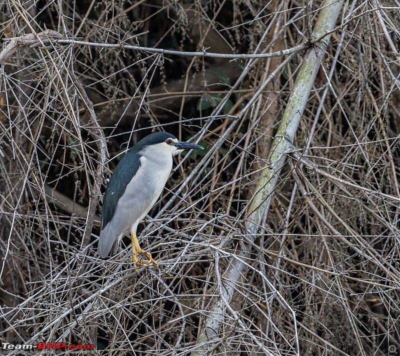 Weekend drive to Ranganathittu Bird Sanctuary and Lalitha Mahal Palace Hotel-black-crowned-night-heron-1.jpg