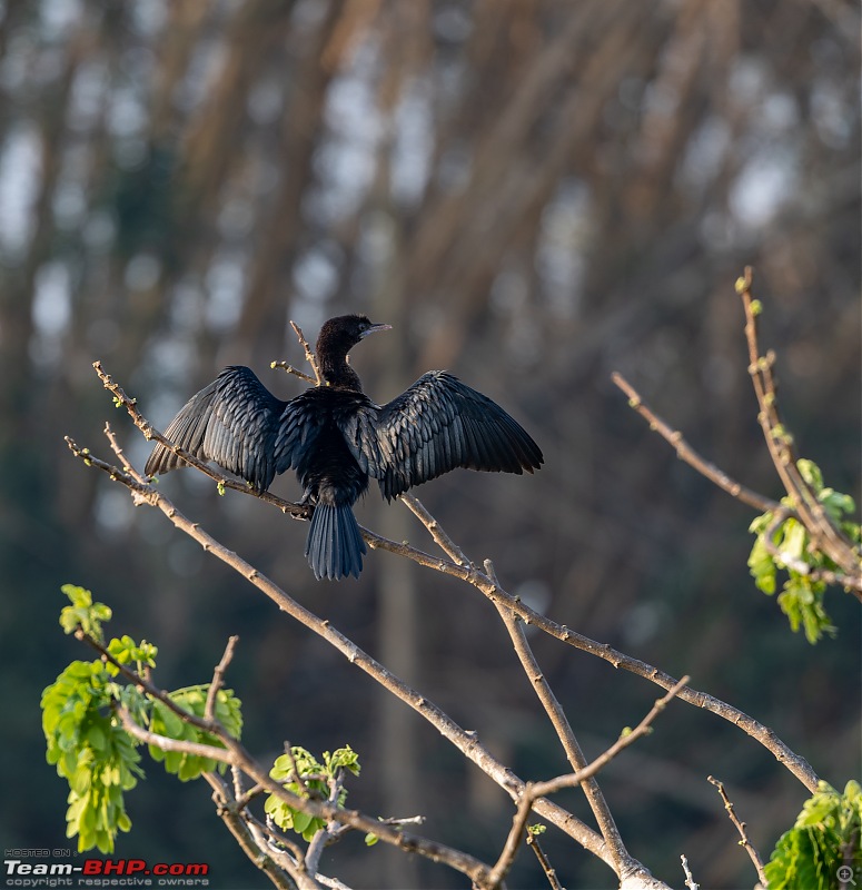 Weekend drive to Ranganathittu Bird Sanctuary and Lalitha Mahal Palace Hotel-little-cormorant-1.jpg