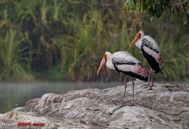 Weekend drive to Ranganathittu Bird Sanctuary and Lalitha Mahal Palace Hotel-painted-stork-1.jpg