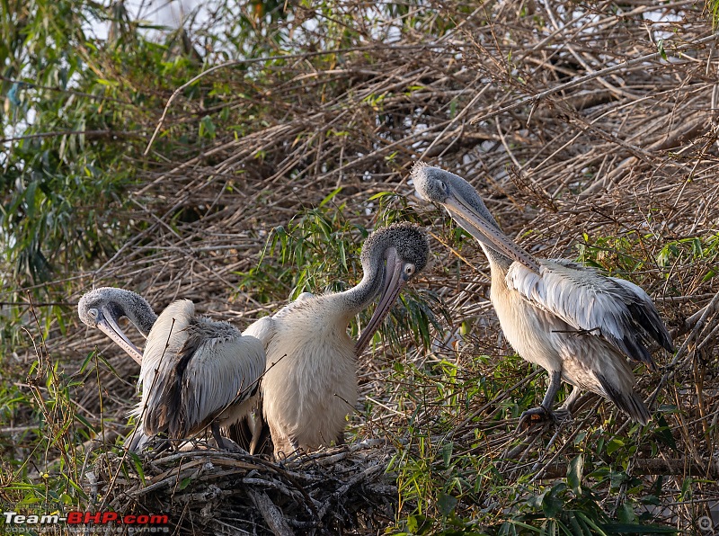 Weekend drive to Ranganathittu Bird Sanctuary and Lalitha Mahal Palace Hotel-spot-billed-pelican-1.jpg