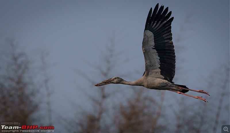 Weekend drive to Ranganathittu Bird Sanctuary and Lalitha Mahal Palace Hotel-asian-openbill-1.jpg