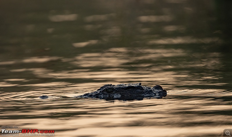 Weekend drive to Ranganathittu Bird Sanctuary and Lalitha Mahal Palace Hotel-crocodile-1.jpg