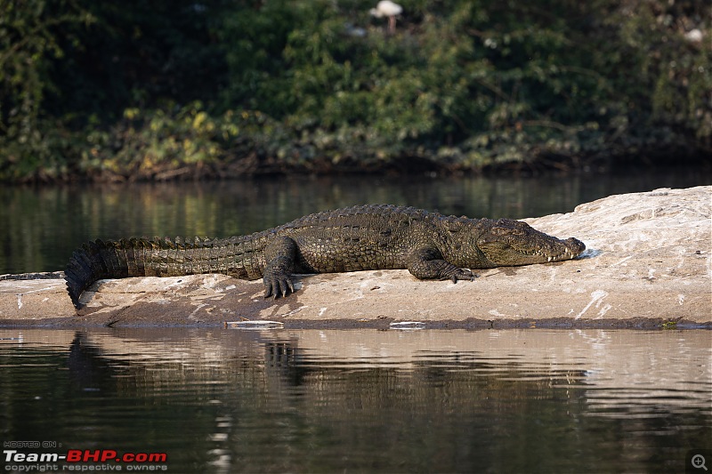 Weekend drive to Ranganathittu Bird Sanctuary and Lalitha Mahal Palace Hotel-crocodile-2.jpg