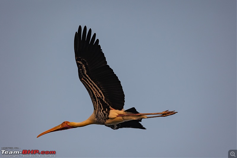 Weekend drive to Ranganathittu Bird Sanctuary and Lalitha Mahal Palace Hotel-painted-stork-1.jpg