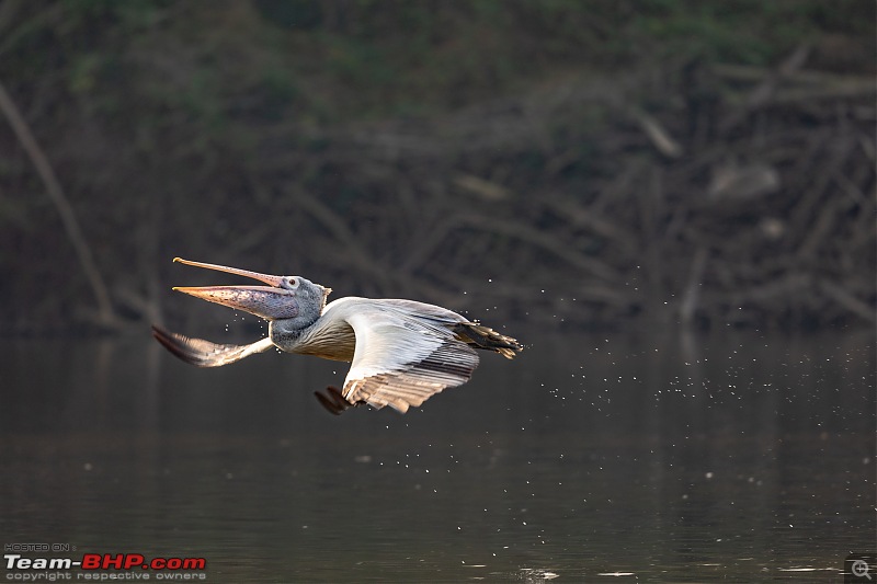 Weekend drive to Ranganathittu Bird Sanctuary and Lalitha Mahal Palace Hotel-spot-billed-pelican-2.jpg