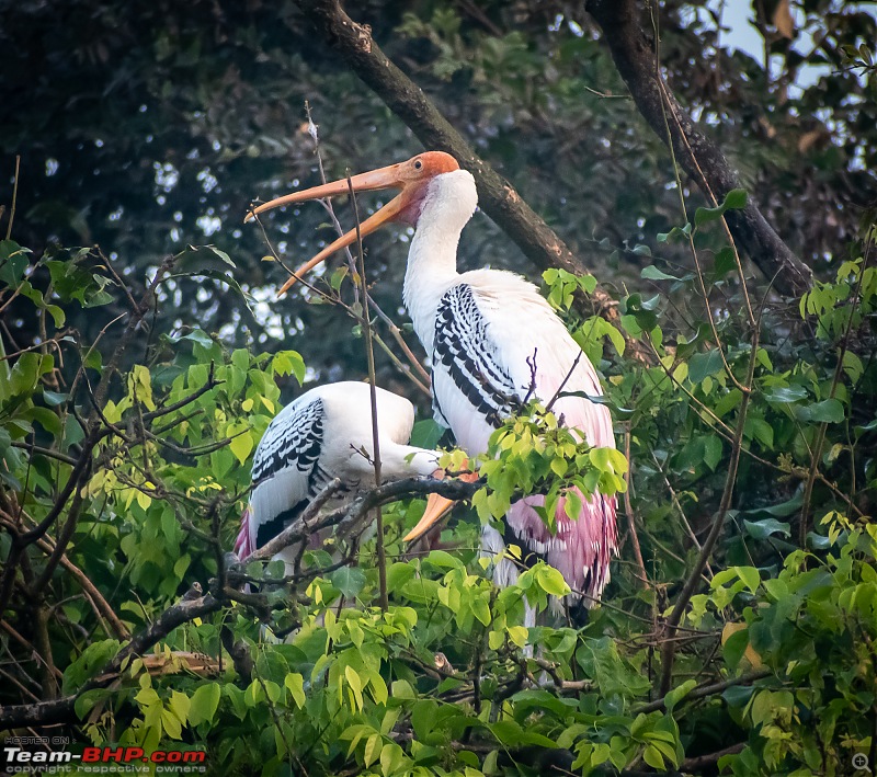 Weekend drive to Ranganathittu Bird Sanctuary and Lalitha Mahal Palace Hotel-dsc_8486.jpg