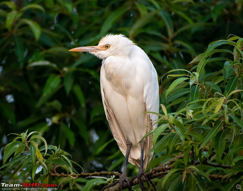 Weekend drive to Ranganathittu Bird Sanctuary and Lalitha Mahal Palace Hotel-dsc_8497.jpg