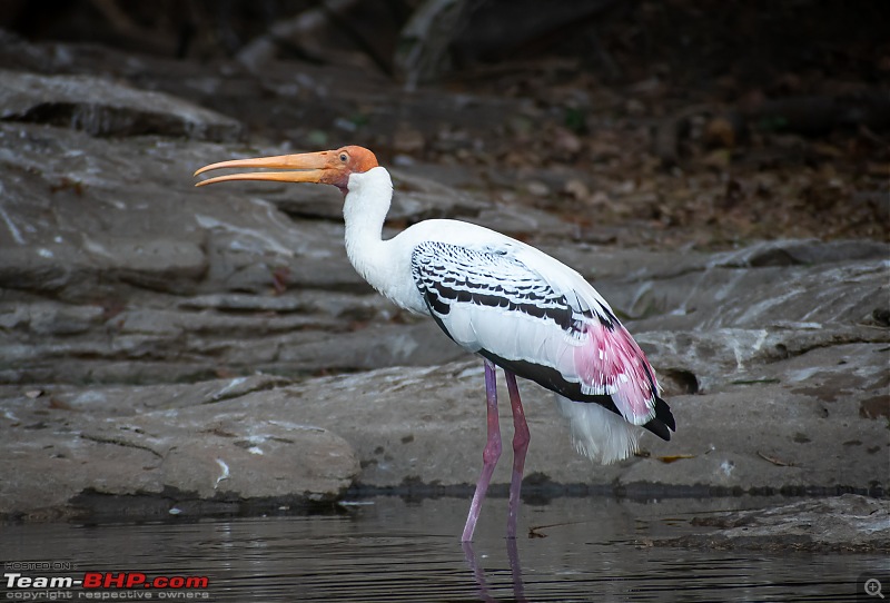 Weekend drive to Ranganathittu Bird Sanctuary and Lalitha Mahal Palace Hotel-dsc_8551.jpg