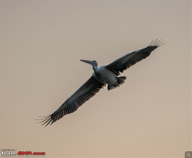 Weekend drive to Ranganathittu Bird Sanctuary and Lalitha Mahal Palace Hotel-dsc_8603.jpg