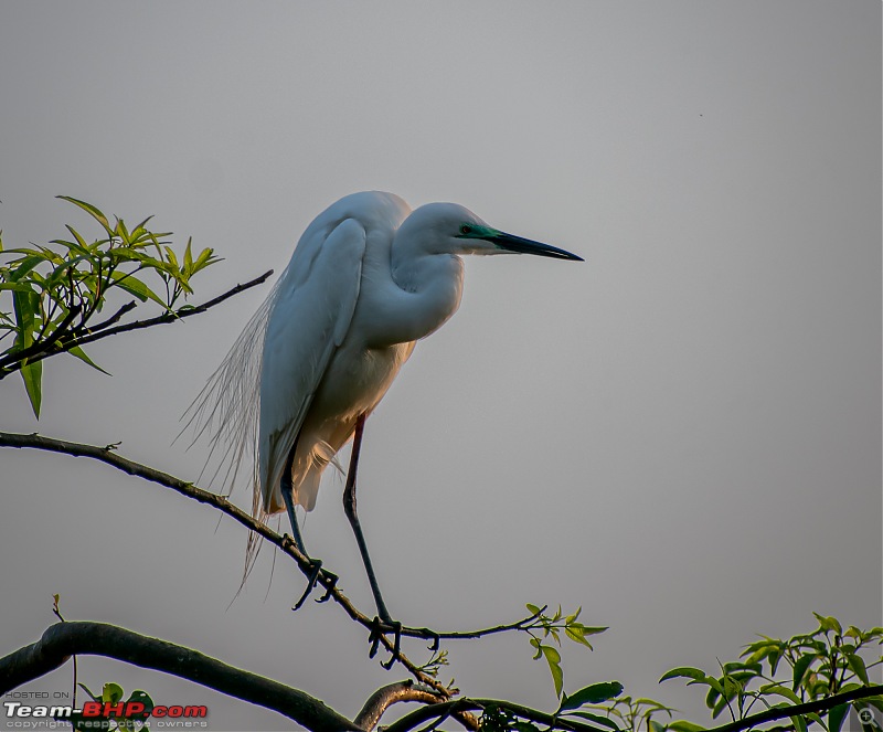 Weekend drive to Ranganathittu Bird Sanctuary and Lalitha Mahal Palace Hotel-dsc_8872.jpg