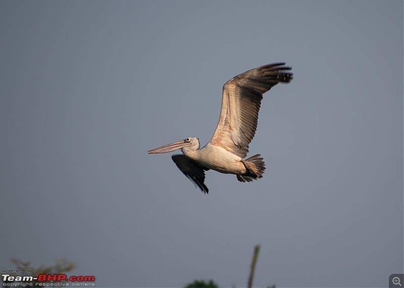 Weekend drive to Ranganathittu Bird Sanctuary and Lalitha Mahal Palace Hotel-dsc_9011.jpg