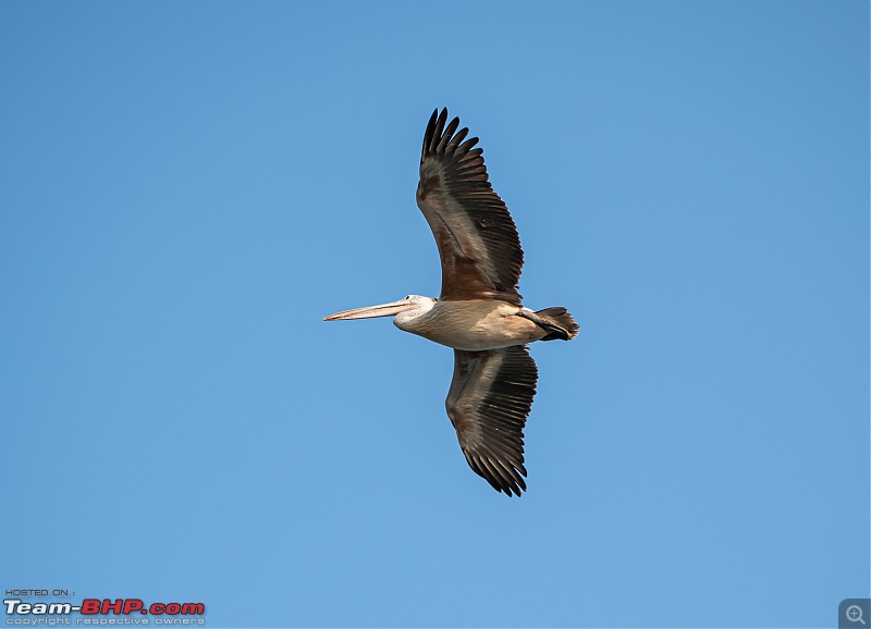 Weekend drive to Ranganathittu Bird Sanctuary and Lalitha Mahal Palace Hotel-dsc_9135.jpg