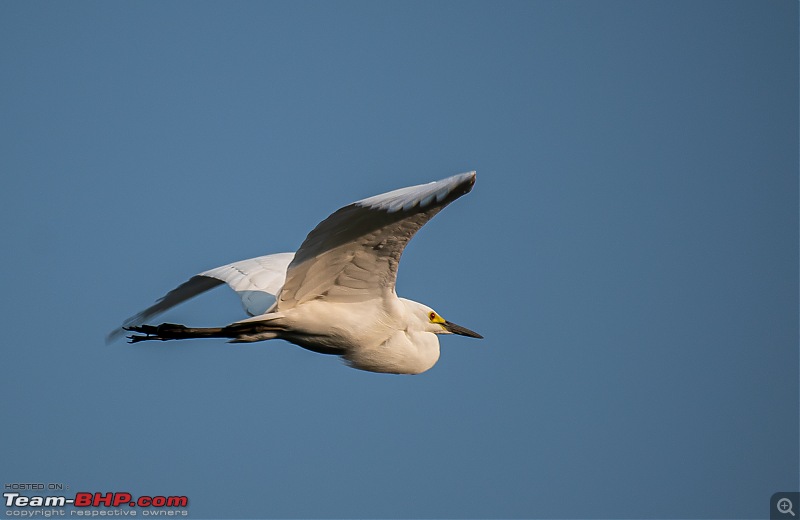 Weekend drive to Ranganathittu Bird Sanctuary and Lalitha Mahal Palace Hotel-dsc_9169.jpg