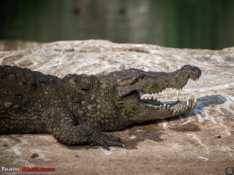 Weekend drive to Ranganathittu Bird Sanctuary and Lalitha Mahal Palace Hotel-dsc_92872.jpg