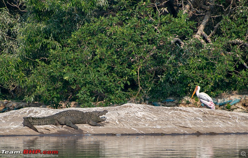 Weekend drive to Ranganathittu Bird Sanctuary and Lalitha Mahal Palace Hotel-dsc_9315.jpg