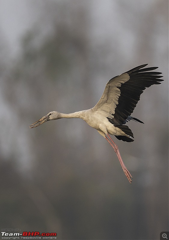 Weekend drive to Ranganathittu Bird Sanctuary and Lalitha Mahal Palace Hotel-015a0411.jpg