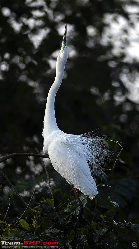 Weekend drive to Ranganathittu Bird Sanctuary and Lalitha Mahal Palace Hotel-015a1087.jpg