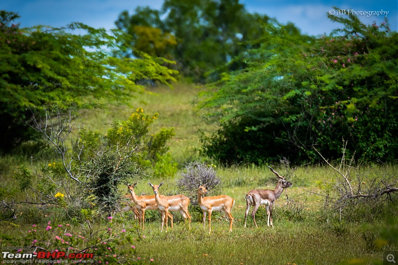 A quick dash to the Blackbuck Reserve!-deers.jpg