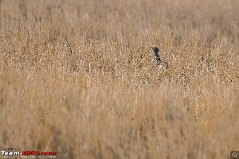 Birding trip to Manas National Park : Recovery in Motion-_dsc1635lowlight.jpg