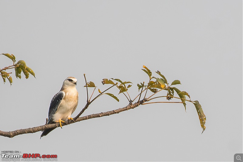 Birding trip to Manas National Park : Recovery in Motion-_dsc1256lowlight.jpg