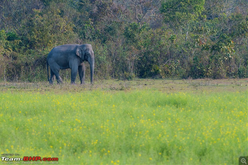 Birding trip to Manas National Park : Recovery in Motion-_dsc4471lowlight.jpg