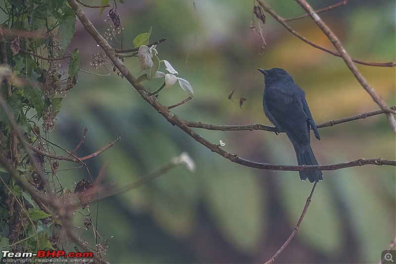 Birding trip to Manas National Park : Recovery in Motion-_dsc2133lowlight.jpg