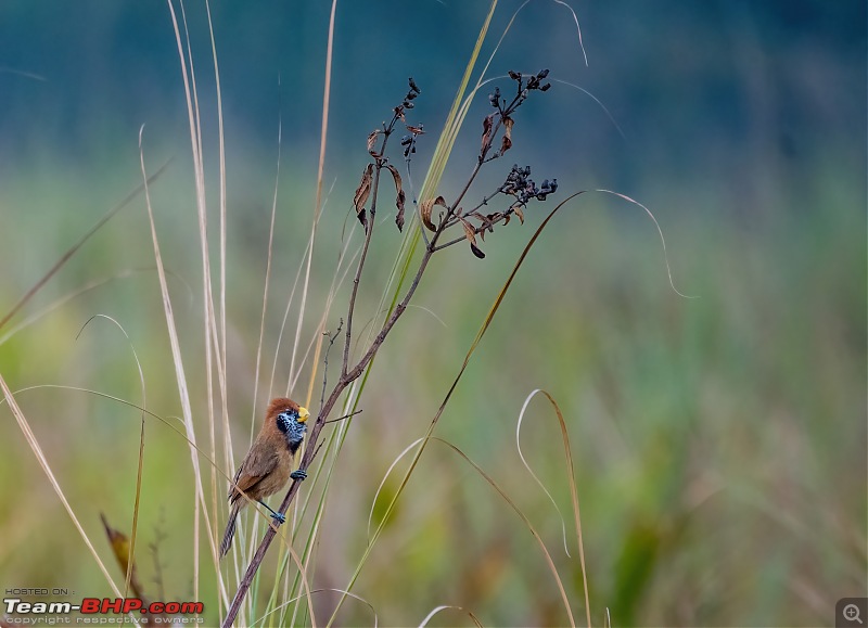 Birding trip to Manas National Park : Recovery in Motion-_dsc2972lowlight.jpg