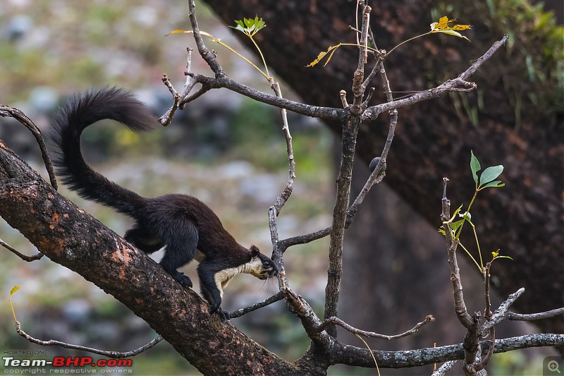 Birding trip to Manas National Park : Recovery in Motion-_dsc3629lowlight.jpg