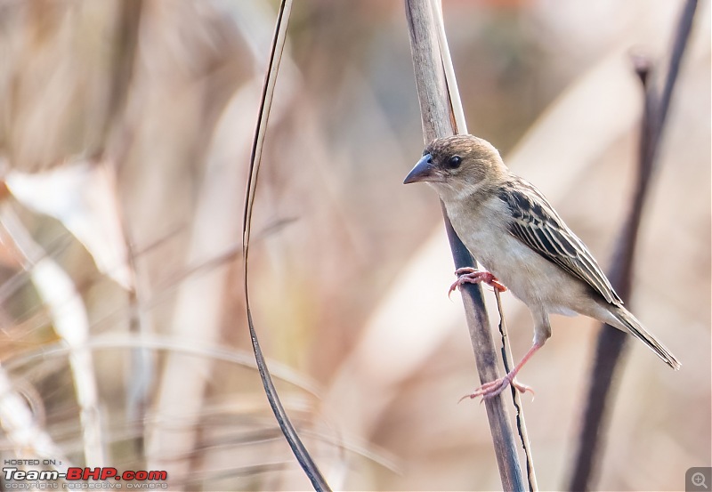 Birding trip to Manas National Park : Recovery in Motion-_dsc2335lowlight.jpg