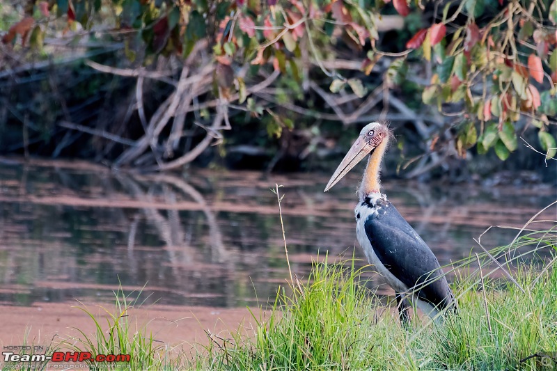 Birding trip to Manas National Park : Recovery in Motion-_dsc3858lowlight.jpg