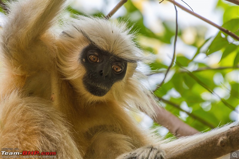 Birding trip to Manas National Park : Recovery in Motion-_dsc4574lowlight.jpg