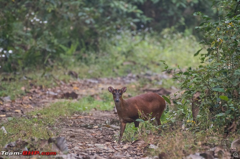 Birding trip to Manas National Park : Recovery in Motion-_dsc2268lowlight.jpg