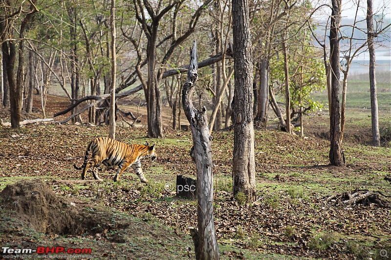 Kabini: Tigress and her two Cubs - Team-BHP