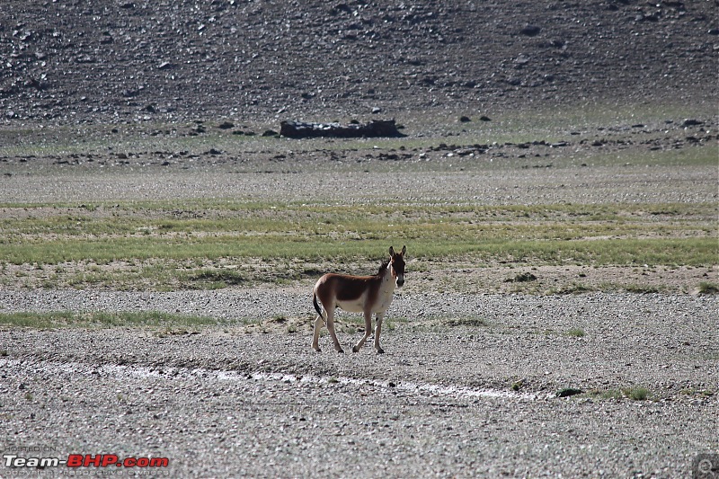 Bengaluru to Leh Travelogue | Leh Bhai (Bye) Ladakh | 31 days & 7964 km-img_3570.jpg