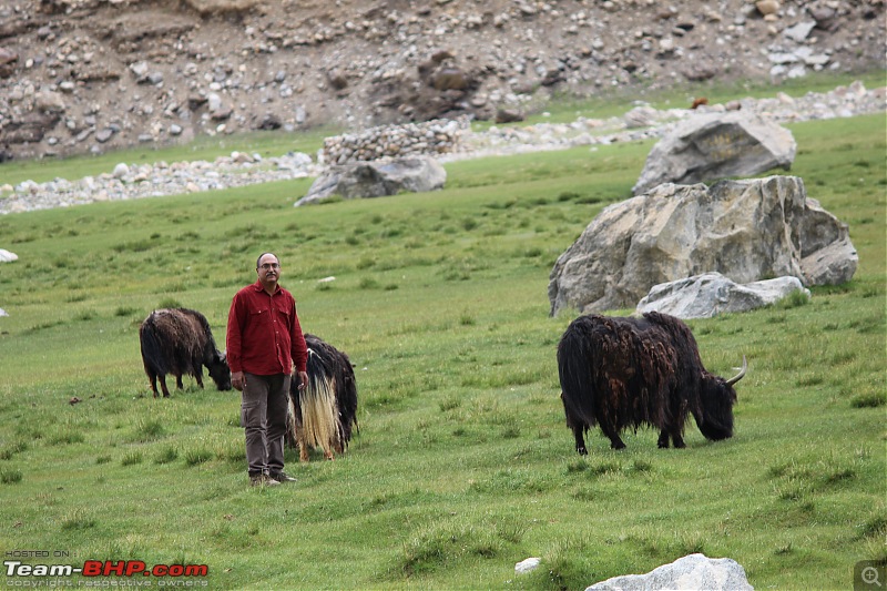 Bengaluru to Leh Travelogue | Leh Bhai (Bye) Ladakh | 31 days & 7964 km-yaks-grazing6.jpg