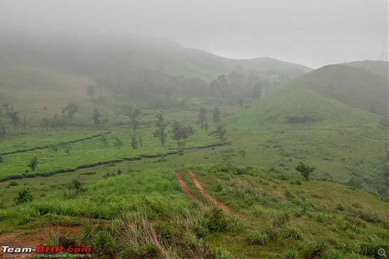 A Car, a Thar and a Tea Estate | Our weekend drive to Kadamane Tea Estate, KA-dsc_1568.jpg