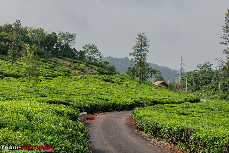 A Car, a Thar and a Tea Estate | Our weekend drive to Kadamane Tea Estate, KA-dsc_1693.jpg