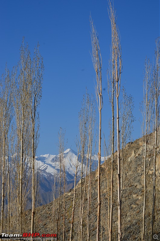 WILLOWS IN LADAKH – Enchanted Forests