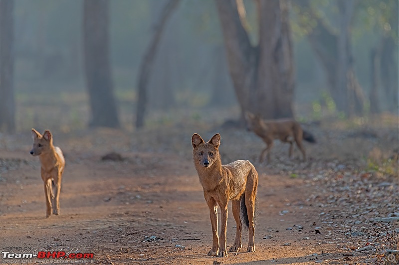 Kabini - After a wait of 10 long years-dsc_68322.jpg