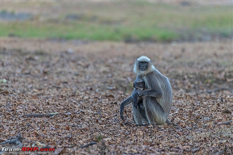 Kabini - After a wait of 10 long years-dsc_70592.jpg