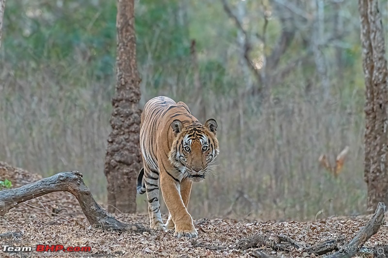 Kabini - After a wait of 10 long years-dsc_71562.jpg